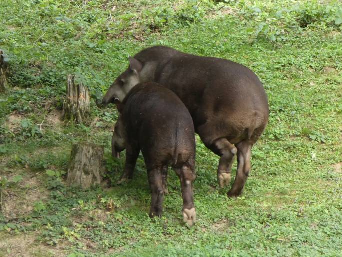 Tapirus terrestris, tapír jihoamerický
