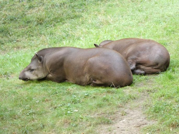Tapirus terrestris, tapír jihoamerický