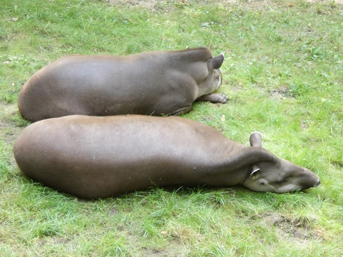Tapirus terrestris, tapír jihoamerický