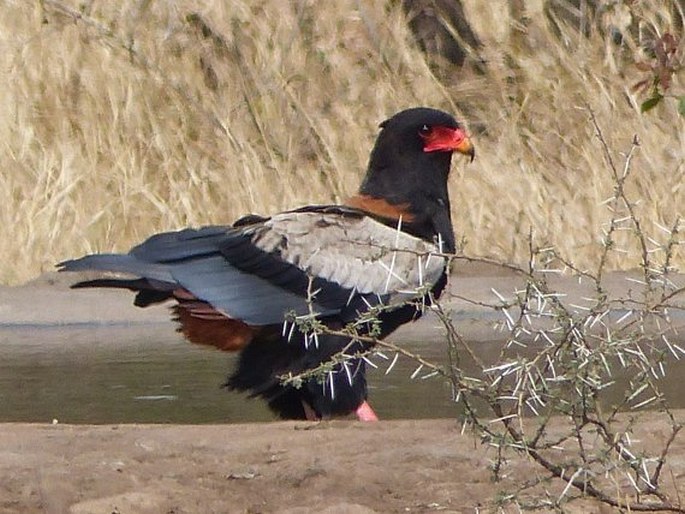 Terathopius ecaudatus (Daudin, 1800); orlík kejklíř