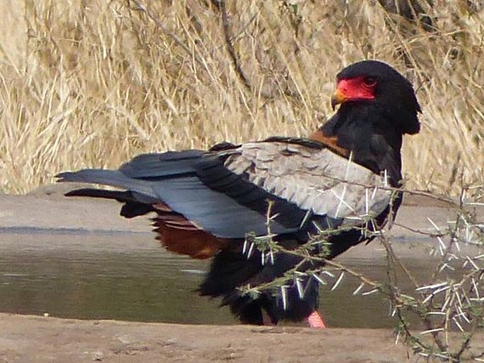 Terathopius ecaudatus, orlík kejklíř