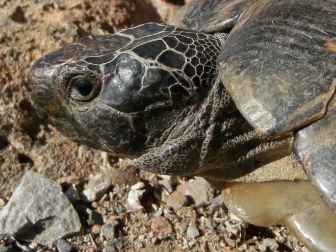 Testudo marginata, želva vroubená