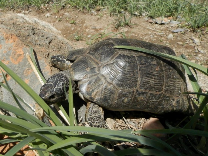 Testudo marginata, želva vroubená