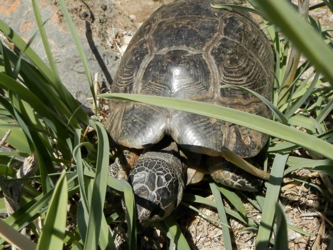 Testudo marginata, želva vroubená