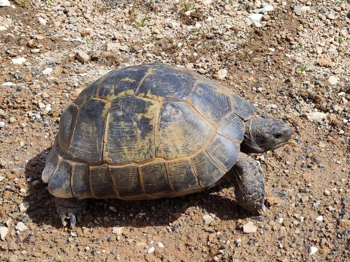 Testudo graeca, želva žlutohnědá