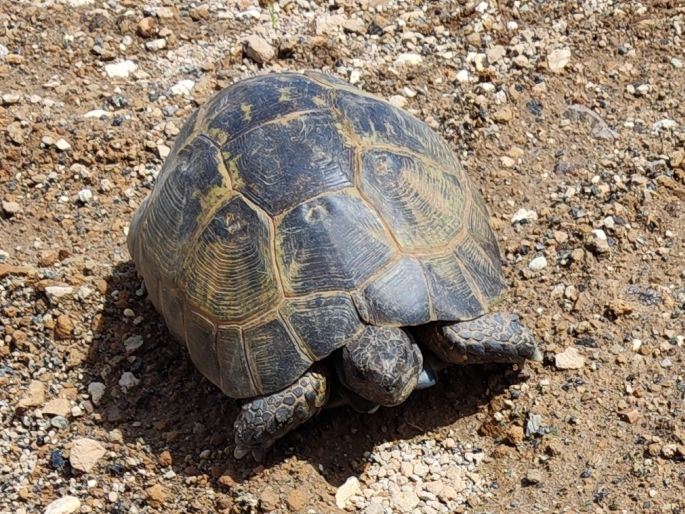 Testudo graeca, želva žlutohnědá