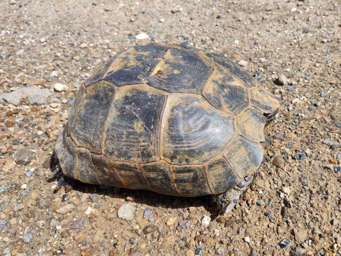 Testudo graeca, želva žlutohnědá