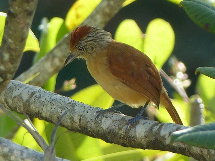 Thamnophilus doliatus, mravenčník zebrovitý