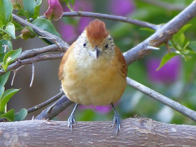 Thamnophilus doliatus, mravenčník zebrovitý