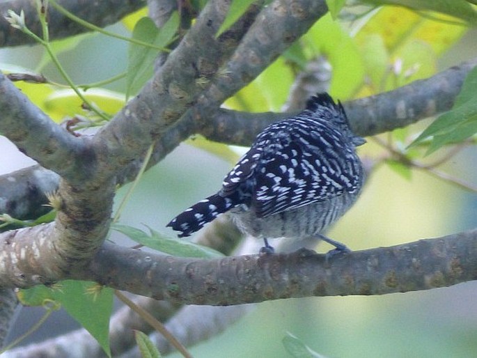 Thamnophilus doliatus, mravenčník zebrovitý