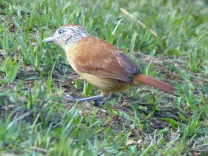 Thamnophilus doliatus, mravenčník zebrovitý