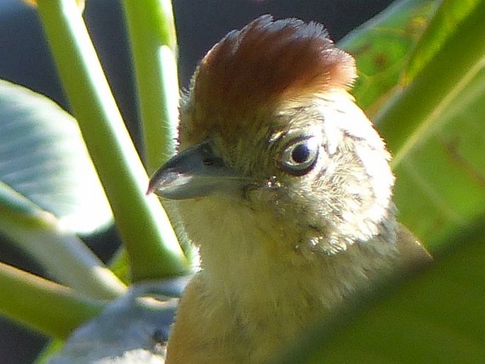 Thamnophilus doliatus, mravenčník zebrovitý