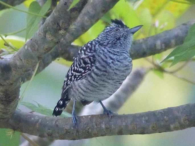 Thamnophilus doliatus, mravenčník zebrovitý