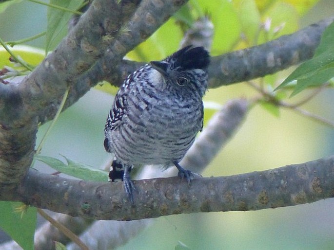 Thamnophilus doliatus, mravenčník zebrovitý