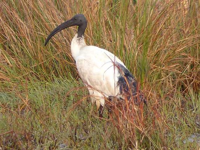 Threskiornis aethiopicus (Latham, 1790); ibis posvátný