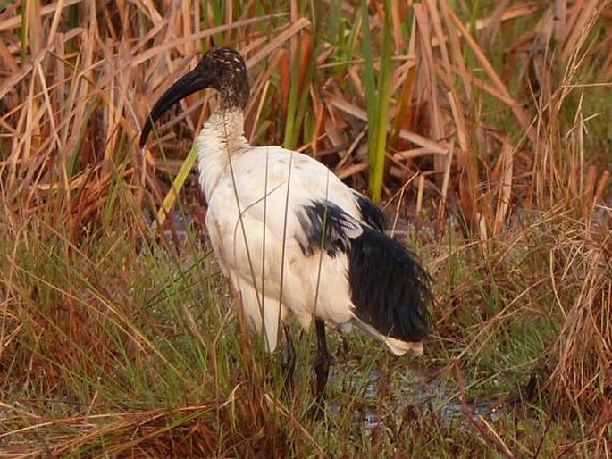 Threskiornis aethiopicus, ibis posvátný