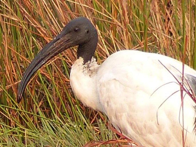 Threskiornis aethiopicus, ibis posvátný