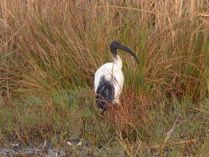 Threskiornis aethiopicus, ibis posvátný