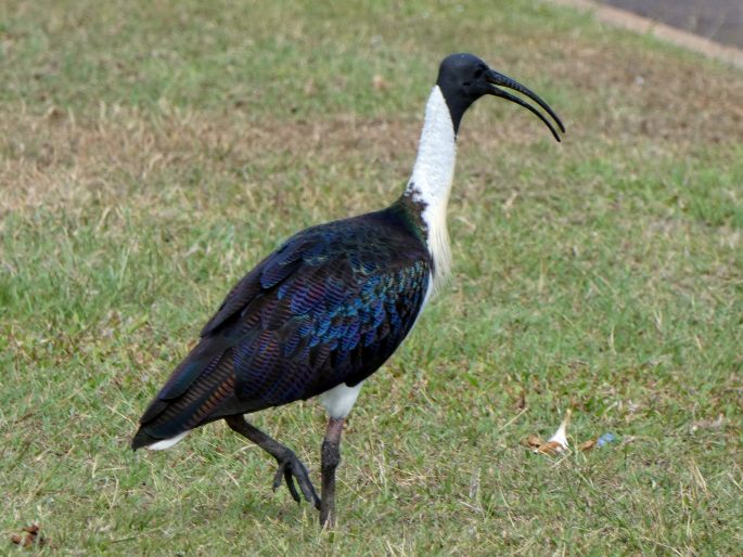 Threskiornis spinicollis, ibis žlutokrký