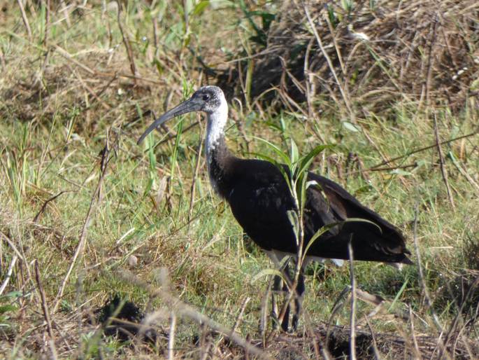 Threskiornis spinicollis, ibis žlutokrký