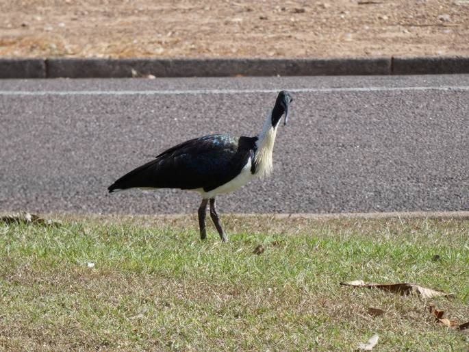 Threskiornis spinicollis, ibis žlutokrký