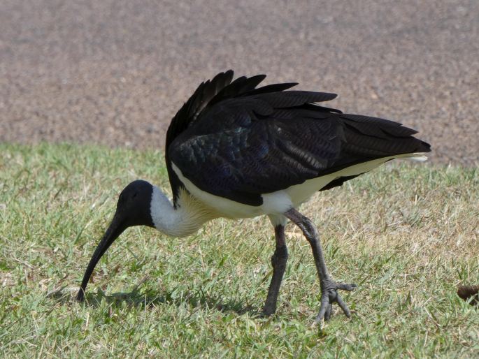 Threskiornis spinicollis, ibis žlutokrký