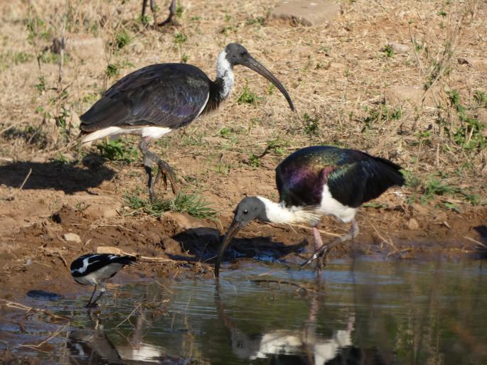 Threskiornis spinicollis, ibis žlutokrký