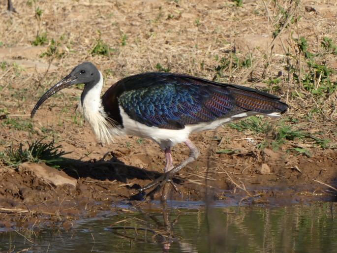 Threskiornis spinicollis, ibis žlutokrký