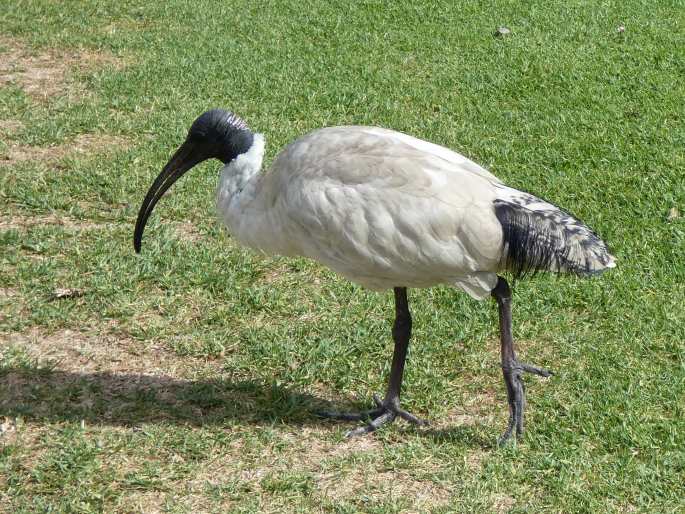 Threskiornis molucca, ibis australský