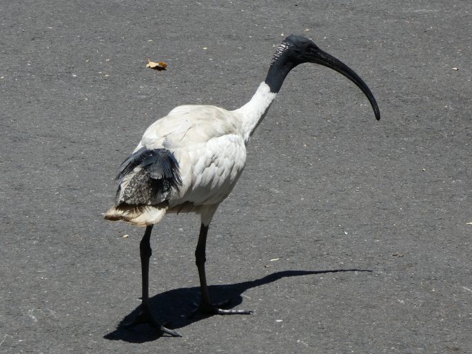 Threskiornis molucca, ibis australský