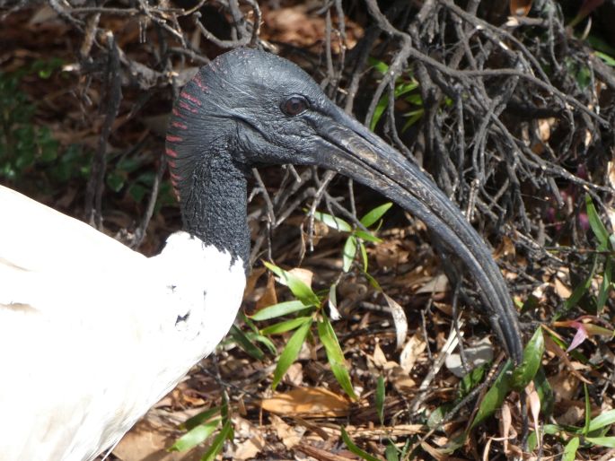 Threskiornis molucca, ibis australský