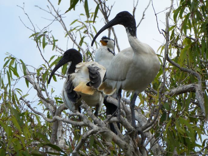 Threskiornis molucca, ibis australský