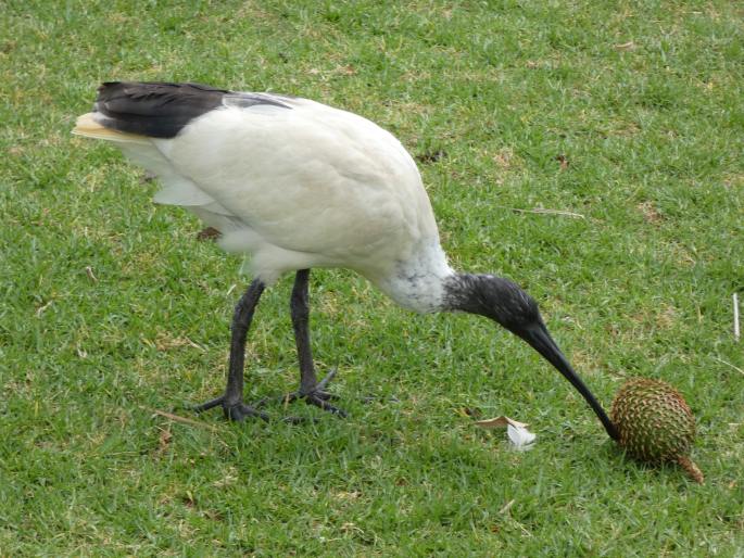 Threskiornis molucca, ibis australský