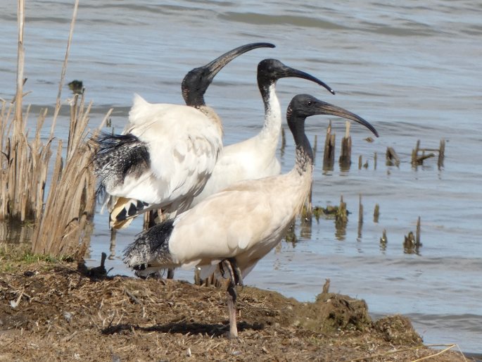 Threskiornis molucca, ibis australský