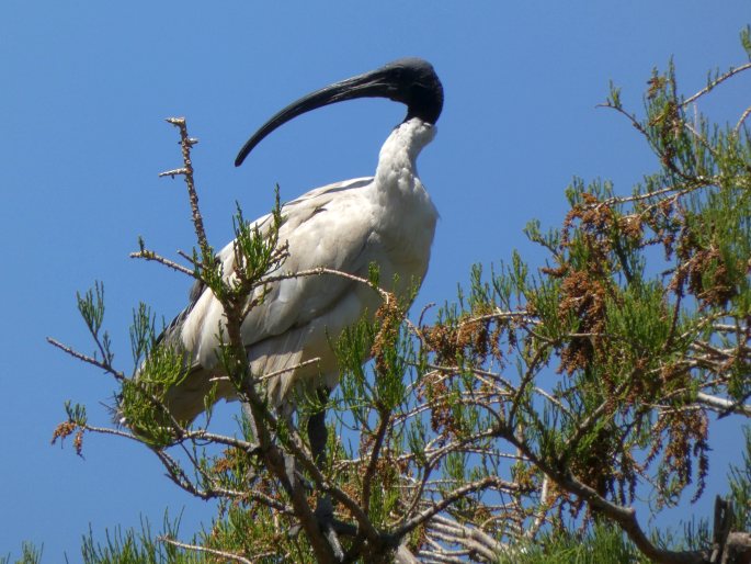 Threskiornis molucca, ibis australský