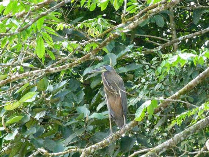 Tigrisoma mexicanum, bukač středoamerický