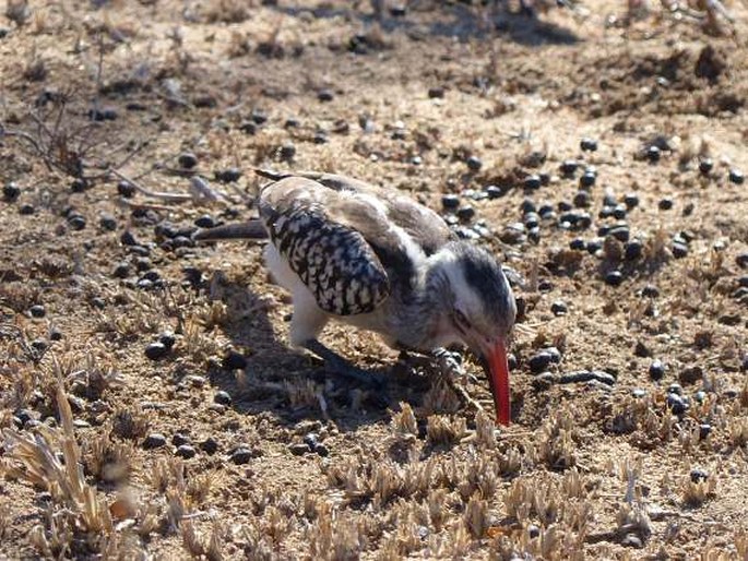 Tockus erythrorhynchus, zoborožec rudozobý