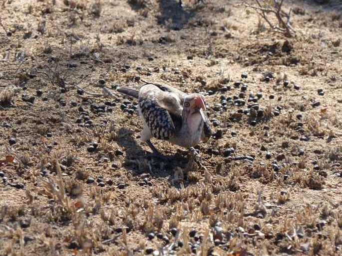 Tockus erythrorhynchus, zoborožec rudozobý