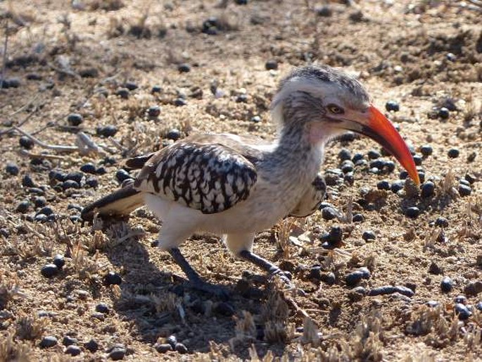 Tockus erythrorhynchus, zoborožec rudozobý