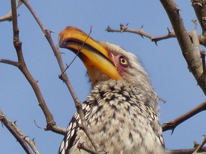 Tockus leucomelas, zoborožec jihoafrický