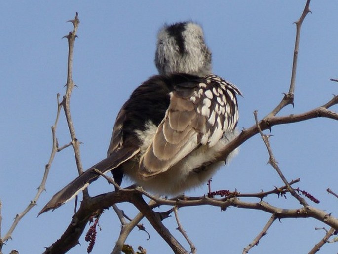 Tockus leucomelas, zoborožec jihoafrický