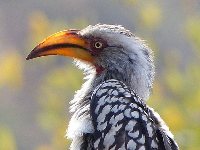 Tockus leucomelas, zoborožec jihoafrický