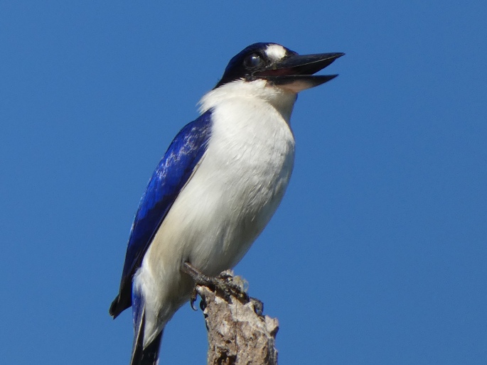 Todiramphus macleayii, ledňáček lesklý