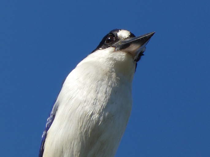 Todiramphus macleayii, ledňáček lesklý