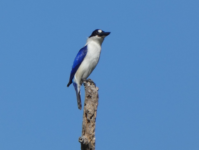 Todiramphus macleayii, ledňáček lesklý