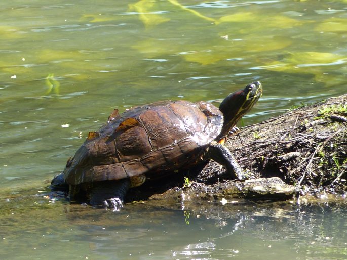 Trachemys scripta subsp. elegans, želva nádherná