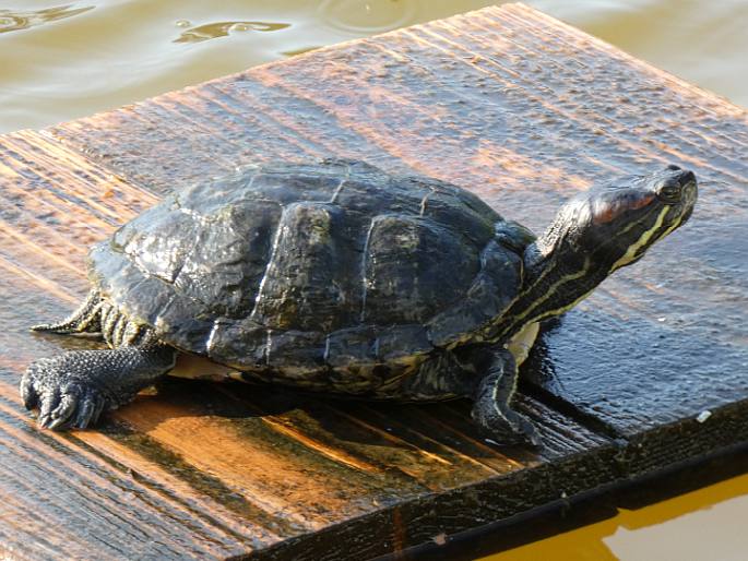 Trachemys scripta subsp. elegans, želva nádherná