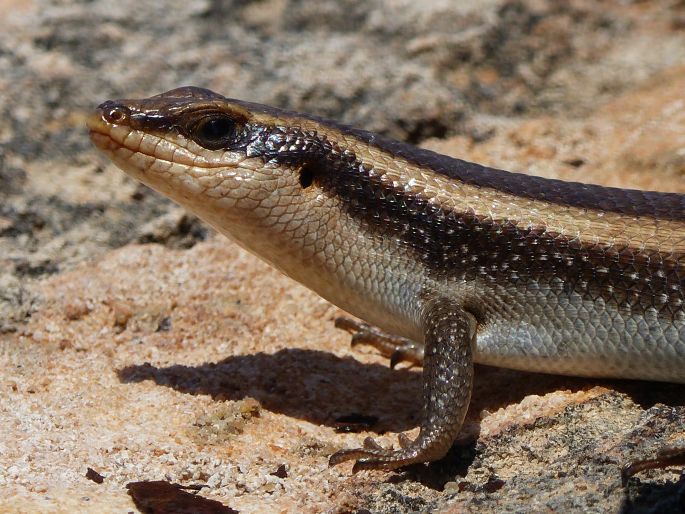 Trachylepis striata, mabuja páskovaná