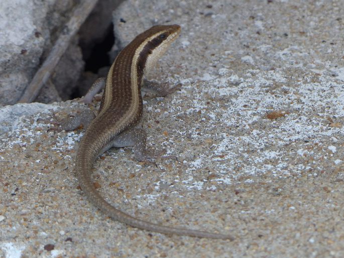 Trachylepis striata, mabuja páskovaná