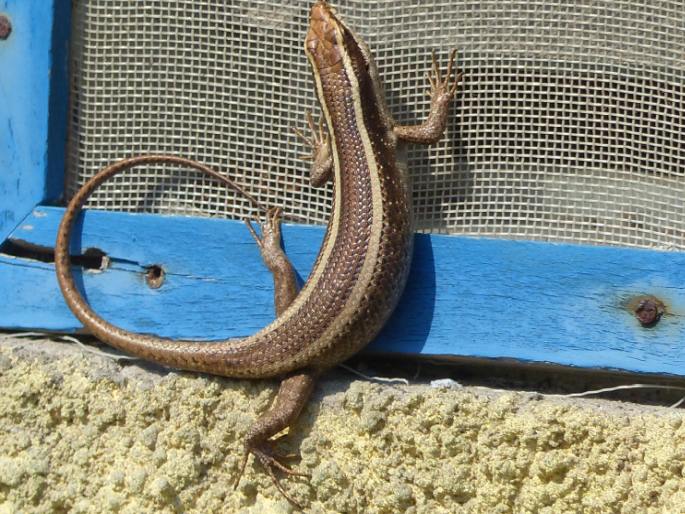 Trachylepis striata, mabuja páskovaná